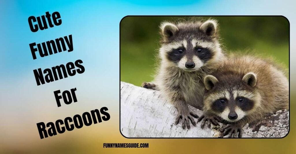 Cute Funny Names For Raccoons