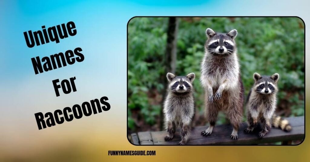 Unique Names For Raccoons