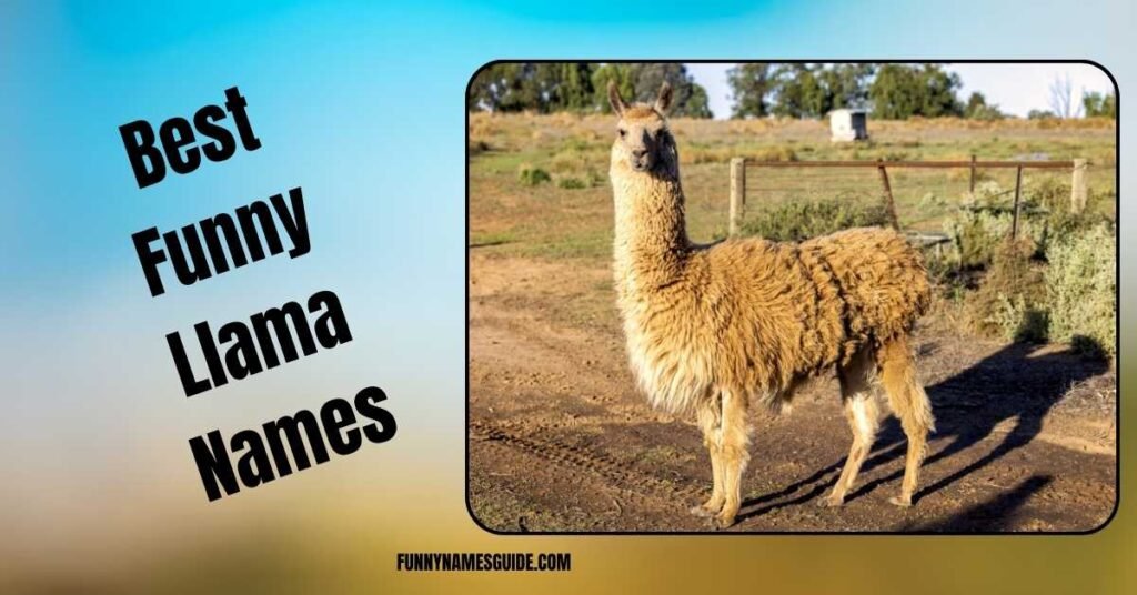Best Funny Llama Names